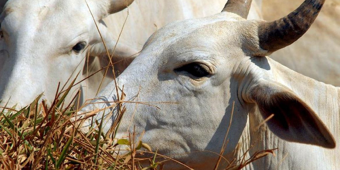 Carne bovina brasileira terá tarifa de 67% na China após o fim da cota de 2026. Setor avalia antecipar embarques e abates para 2027.