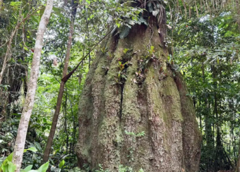 Ministério do Meio Ambiente atualiza lista da flora ameaçada de extinção no Brasil, com 3.730 espécies avaliadas e classificadas conforme o risco de desaparecimento.