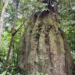 Ministério do Meio Ambiente atualiza lista da flora ameaçada de extinção no Brasil, com 3.730 espécies avaliadas e classificadas conforme o risco de desaparecimento.