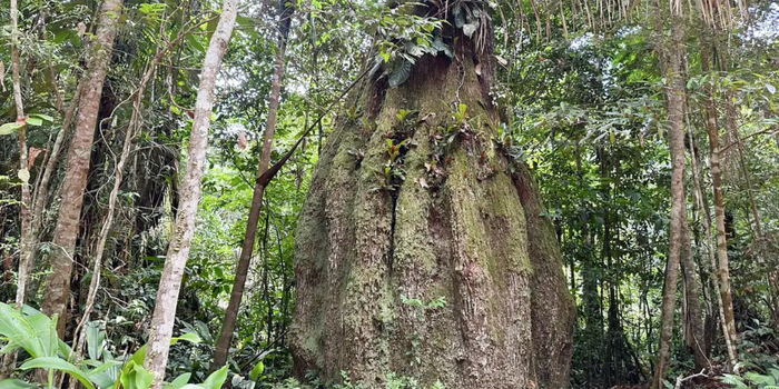 Ministério do Meio Ambiente atualiza lista da flora ameaçada de extinção no Brasil, com 3.730 espécies avaliadas e classificadas conforme o risco de desaparecimento.