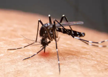 Mudanças climáticas favorecem a expansão da dengue, da febre do Oropouche e de infecções por fungos resistentes, segundo pesquisas e especialistas.
