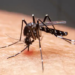 Mudanças climáticas favorecem a expansão da dengue, da febre do Oropouche e de infecções por fungos resistentes, segundo pesquisas e especialistas.