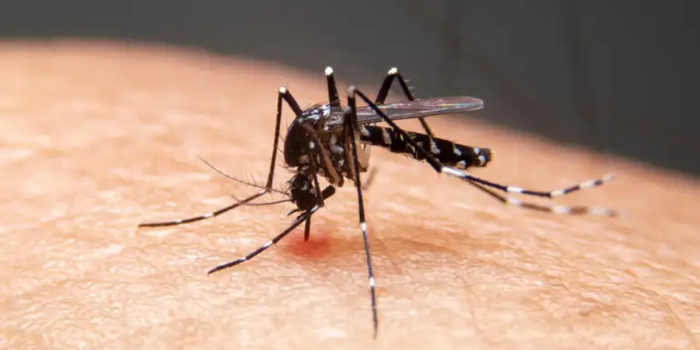 Mudanças climáticas favorecem a expansão da dengue, da febre do Oropouche e de infecções por fungos resistentes, segundo pesquisas e especialistas.