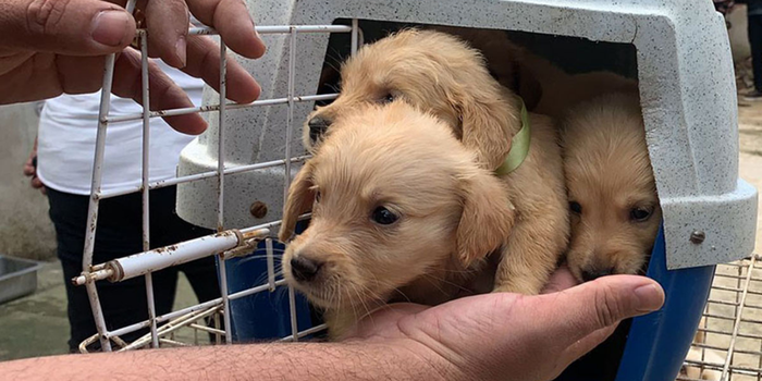 Casos de maus-tratos contra animais cresceram 46,7% no Espírito Santo em 2025. Conheça as leis, os serviços públicos e as orientações para proteger cães e gatos.