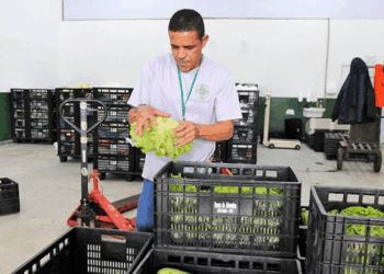 Projeto de lei no Senado cria o Programa Prato Farto para combater a fome e o desperdício de alimentos por meio da doação de excedentes próprios para consumo.