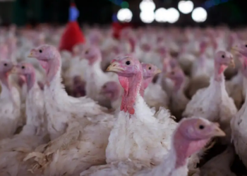 Ministério da Agricultura confirma foco de doença de Newcastle em criação de perus em Santa Catarina. Propriedade foi interditada e medidas sanitárias estão em andamento.