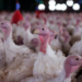 Ministério da Agricultura confirma foco de doença de Newcastle em criação de perus em Santa Catarina. Propriedade foi interditada e medidas sanitárias estão em andamento.