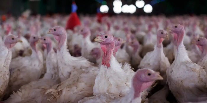 Ministério da Agricultura confirma foco de doença de Newcastle em criação de perus em Santa Catarina. Propriedade foi interditada e medidas sanitárias estão em andamento.