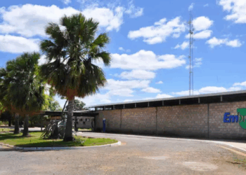 FAO designa Embrapa Florestas como primeiro Centro de Referência mundial em Florestas Plantadas, destacando pesquisas e inovação brasileiras.