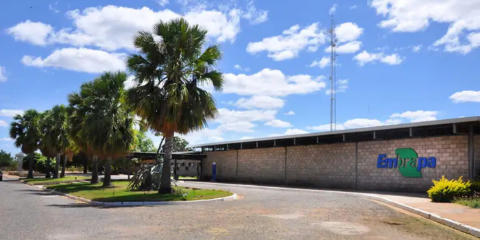 FAO designa Embrapa Florestas como primeiro Centro de Referência mundial em Florestas Plantadas, destacando pesquisas e inovação brasileiras.