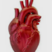 Brasil soma 318.945 mortes por doenças cardiovasculares até outubro de 2026. Plataforma da SBC reúne dados e alerta para a importância da prevenção.