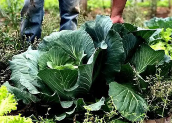 No Dia Mundial da Alimentação, histórias de agricultores familiares e voluntários mostram como a união de políticas públicas e solidariedade ajuda a combater a fome no Brasil.