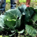 No Dia Mundial da Alimentação, histórias de agricultores familiares e voluntários mostram como a união de políticas públicas e solidariedade ajuda a combater a fome no Brasil.