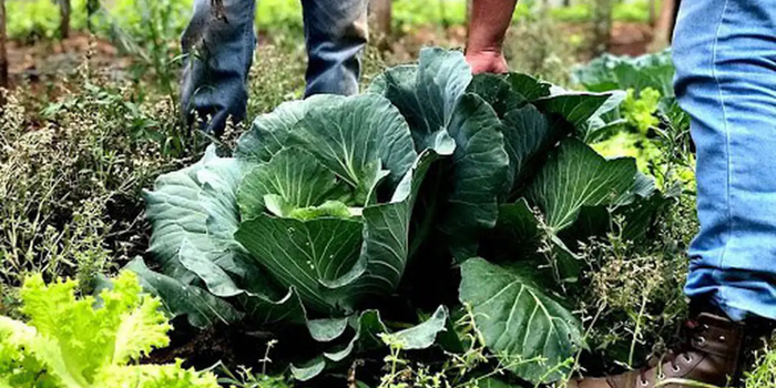 No Dia Mundial da Alimentação, histórias de agricultores familiares e voluntários mostram como a união de políticas públicas e solidariedade ajuda a combater a fome no Brasil.