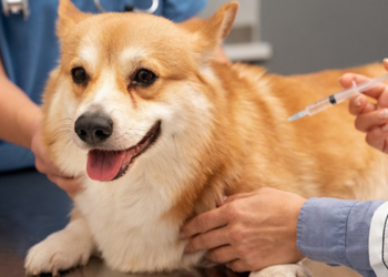 Projeto de lei quer permitir a dedução de despesas com veterinários, exames e tratamentos de cães e gatos na declaração do Imposto de Renda.