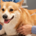 Projeto de lei quer permitir a dedução de despesas com veterinários, exames e tratamentos de cães e gatos na declaração do Imposto de Renda.