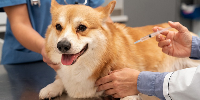 Projeto de lei quer permitir a dedução de despesas com veterinários, exames e tratamentos de cães e gatos na declaração do Imposto de Renda.