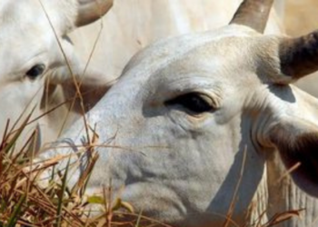 Pesquisadores apresentam avanços na reprodução bovina, com novas estratégias de inseminação artificial, seleção de touros férteis, produção de embriões e adaptação genética ao calor.
