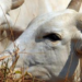 Pesquisadores apresentam avanços na reprodução bovina, com novas estratégias de inseminação artificial, seleção de touros férteis, produção de embriões e adaptação genética ao calor.