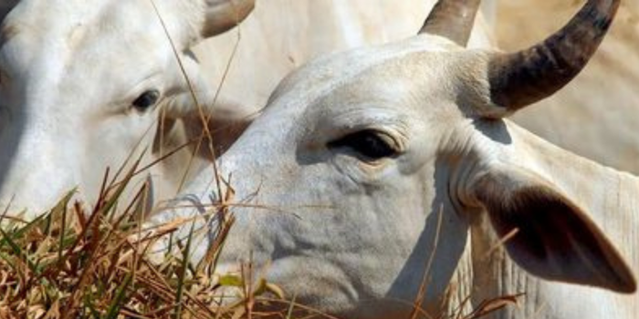 Pesquisadores apresentam avanços na reprodução bovina, com novas estratégias de inseminação artificial, seleção de touros férteis, produção de embriões e adaptação genética ao calor.