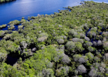 Desmatamento em unidades de conservação da Amazônia cai ao menor nível desde 2008, com redução de 17% em 2026, segundo dados do ICMBio e do Inpe.