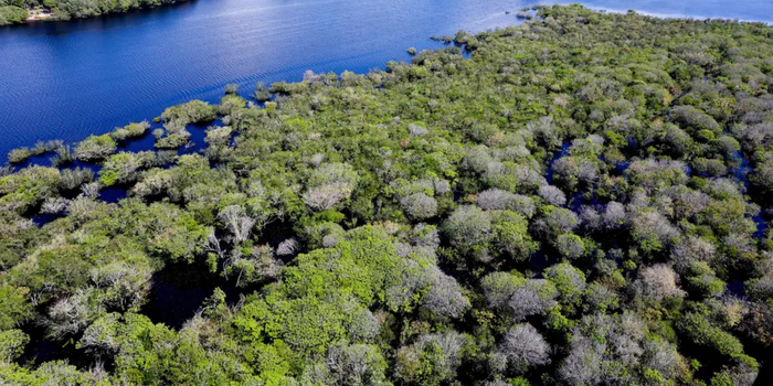 Desmatamento em unidades de conservação da Amazônia cai ao menor nível desde 2008, com redução de 17% em 2026, segundo dados do ICMBio e do Inpe.