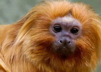 Brasil levará à COP17 propostas para conectar áreas protegidas e recuperar ecossistemas. Conferência avalia o cumprimento das metas globais de biodiversidade.