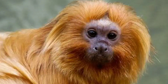 Brasil levará à COP17 propostas para conectar áreas protegidas e recuperar ecossistemas. Conferência avalia o cumprimento das metas globais de biodiversidade.