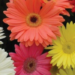 Procon Vitória encontra diferenças de até 336% nos preços de flores e velas para Finados. Confira os valores e dicas para economizar.