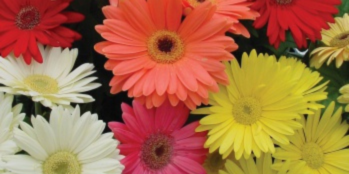 Procon Vitória encontra diferenças de até 336% nos preços de flores e velas para Finados. Confira os valores e dicas para economizar.